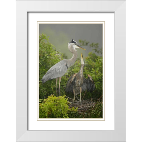 FL, South Venice Great blue heron feeding young White Modern Wood Framed Art Print with Double Matting by Morris, Arthur