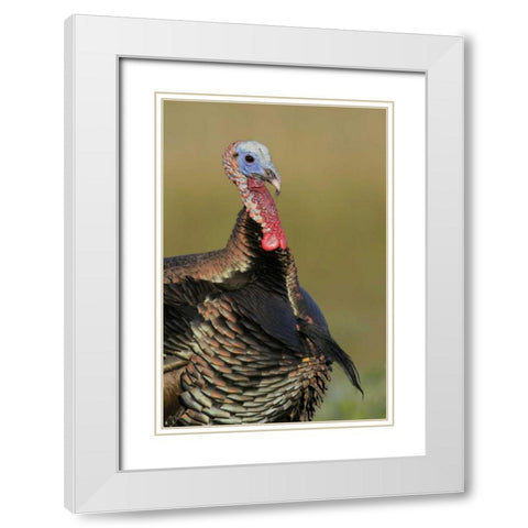 FL, Indian Lake Estates Wild male turkey White Modern Wood Framed Art Print with Double Matting by Morris, Arthur