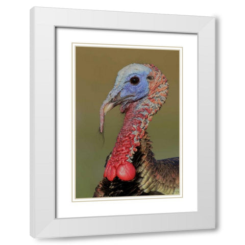 FL, Indian Lake Estates Wild male turkey head White Modern Wood Framed Art Print with Double Matting by Morris, Arthur