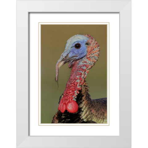 FL, Indian Lake Estates Wild male turkey head White Modern Wood Framed Art Print with Double Matting by Morris, Arthur