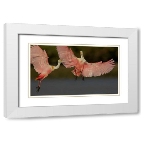 FL, Tampa Bay Two roseate spoonbills squabbling White Modern Wood Framed Art Print with Double Matting by Morris, Arthur
