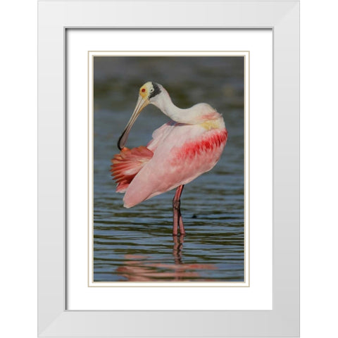 FL, Tampa Bay, Alafaya Banks Roseate spoonbill White Modern Wood Framed Art Print with Double Matting by Morris, Arthur