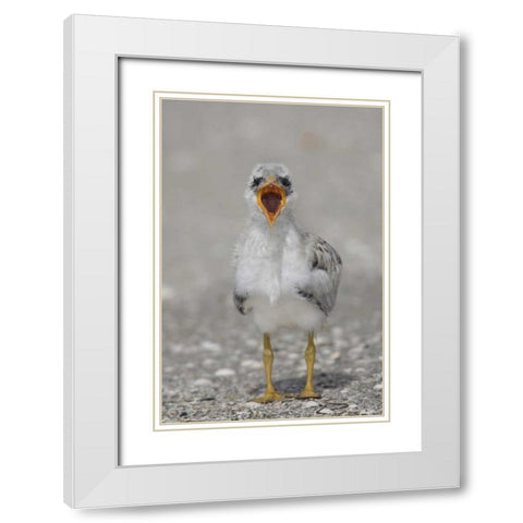 Florida, Tampa Bay Caspian tern chick yawning White Modern Wood Framed Art Print with Double Matting by Morris, Arthur