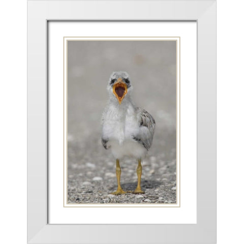 Florida, Tampa Bay Caspian tern chick yawning White Modern Wood Framed Art Print with Double Matting by Morris, Arthur