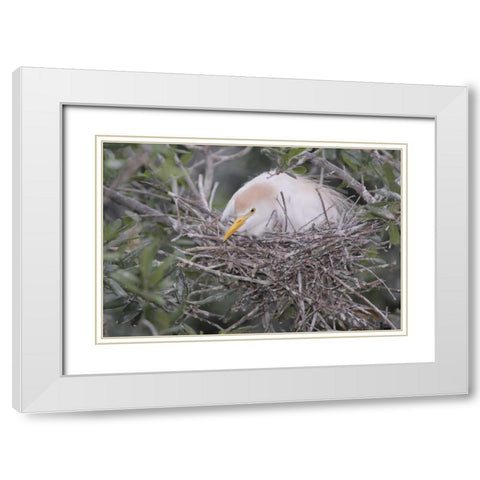 FL Cattle egret on nest White Modern Wood Framed Art Print with Double Matting by Morris, Arthur