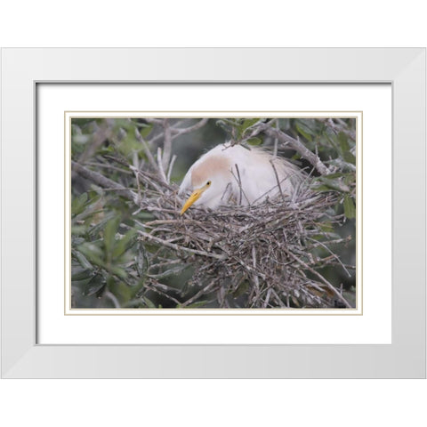 FL Cattle egret on nest White Modern Wood Framed Art Print with Double Matting by Morris, Arthur