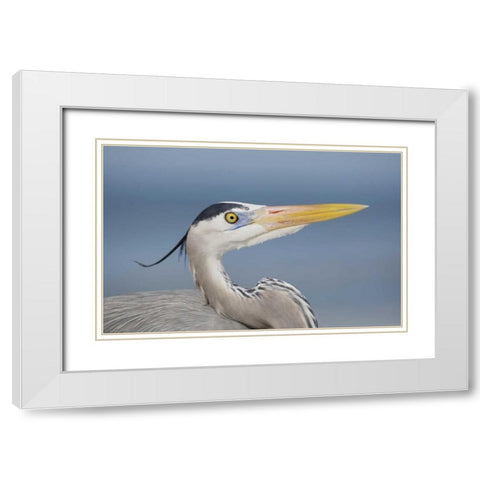 FL, Sanibel Great blue heron in breeding plumage White Modern Wood Framed Art Print with Double Matting by Morris, Arthur