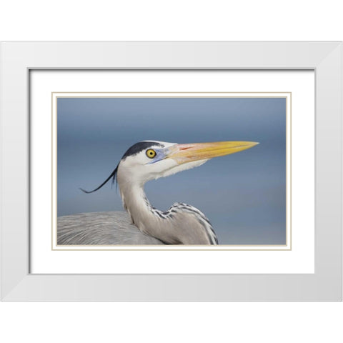 FL, Sanibel Great blue heron in breeding plumage White Modern Wood Framed Art Print with Double Matting by Morris, Arthur