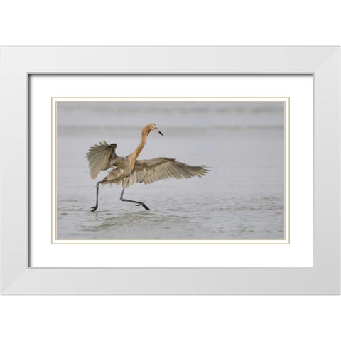 FL, Ft DeSoto Park Reddish egret dancing White Modern Wood Framed Art Print with Double Matting by Morris, Arthur