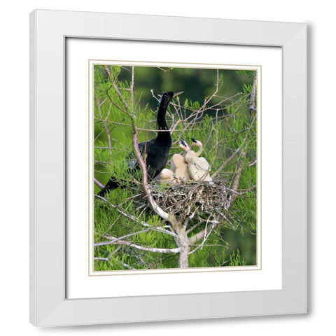 USA, Florida Anhinga parent and chicks in nest White Modern Wood Framed Art Print with Double Matting by Williams, Joanne