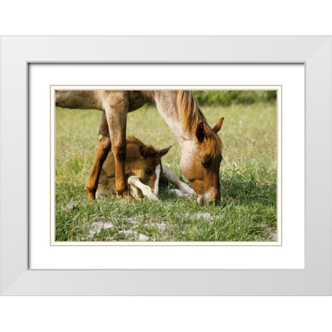 USA, Florida Close-up of mare and foal White Modern Wood Framed Art Print with Double Matting by Williams, Joanne