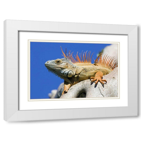 Florida, Lighthouse Point Male iguana on tree White Modern Wood Framed Art Print with Double Matting by Williams, Joanne