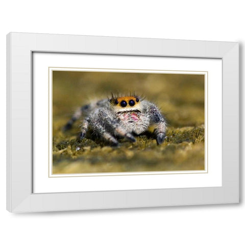 USA, Florida Close-up of jumping spider White Modern Wood Framed Art Print with Double Matting by Williams, Joanne