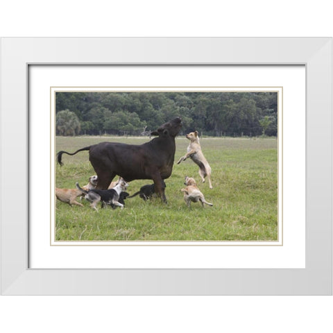 FL, Herding Dogs confronts a stray cow White Modern Wood Framed Art Print with Double Matting by Williams, Joanne