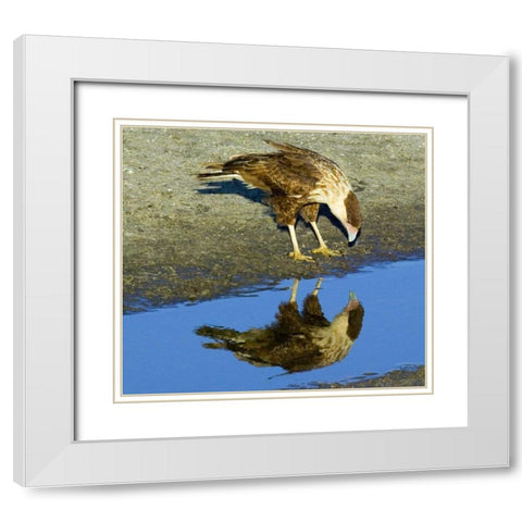Florida Immature crested caracara looks in water White Modern Wood Framed Art Print with Double Matting by Williams, Joanne
