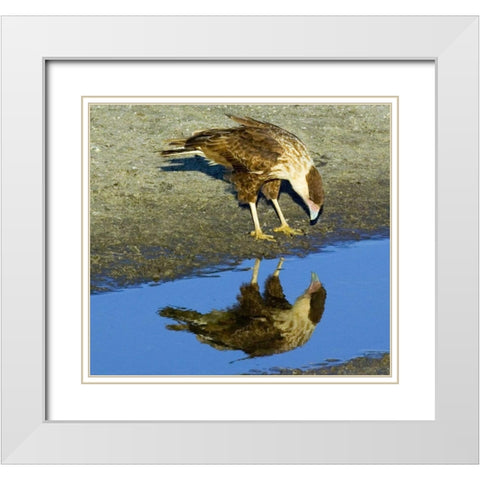 Florida Immature crested caracara looks in water White Modern Wood Framed Art Print with Double Matting by Williams, Joanne