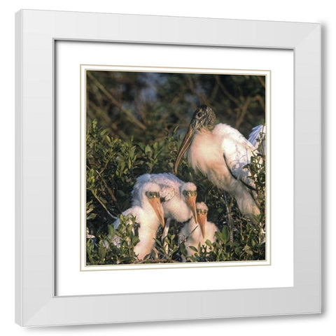 FL, Everglades NP Wood stork and chicks on nest White Modern Wood Framed Art Print with Double Matting by Williams, Joanne