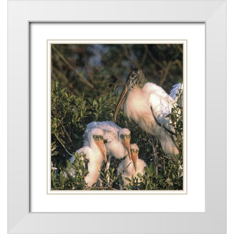 FL, Everglades NP Wood stork and chicks on nest White Modern Wood Framed Art Print with Double Matting by Williams, Joanne