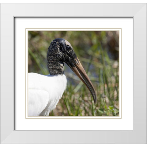 Florida, Everglades NP Endangered wood stork White Modern Wood Framed Art Print with Double Matting by Kaveney, Wendy