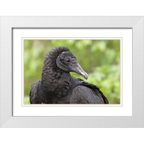 Florida, Everglades NP Black vulture in profile White Modern Wood Framed Art Print with Double Matting by Kaveney, Wendy