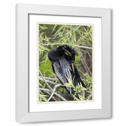 USA, Florida, Everglades NP A preening anhinga White Modern Wood Framed Art Print with Double Matting by Kaveney, Wendy