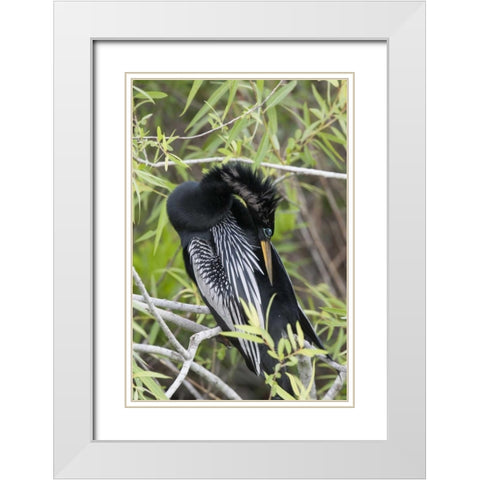 USA, Florida, Everglades NP A preening anhinga White Modern Wood Framed Art Print with Double Matting by Kaveney, Wendy