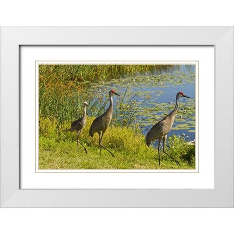 USA, Florida Sandhill crane parents and young White Modern Wood Framed Art Print with Double Matting by Illg, Cathy and Gordon