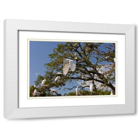FL, Anastasia Isl Great egret flying by rookery White Modern Wood Framed Art Print with Double Matting by Illg, Cathy and Gordon