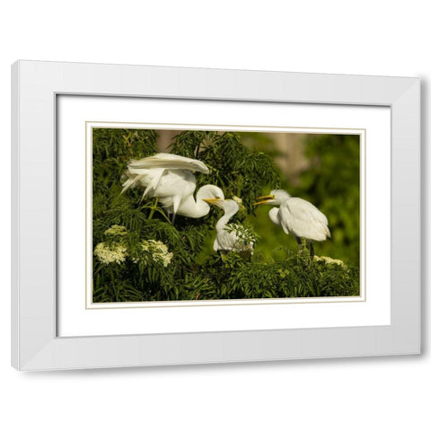 Florida Great egret chicks being fed by parent White Modern Wood Framed Art Print with Double Matting by Illg, Cathy and Gordon