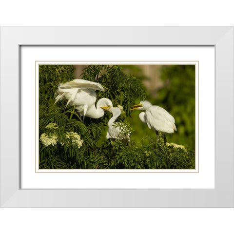 Florida Great egret chicks being fed by parent White Modern Wood Framed Art Print with Double Matting by Illg, Cathy and Gordon