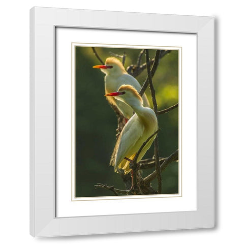 Florida Two cattle egrets in breeding plumage White Modern Wood Framed Art Print with Double Matting by Illg, Cathy and Gordon