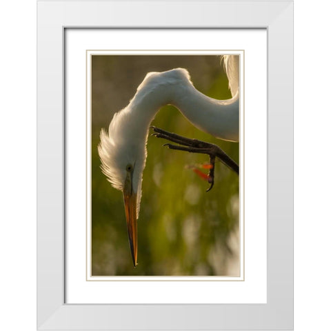 Florida Profile of great egret White Modern Wood Framed Art Print with Double Matting by Illg, Cathy and Gordon