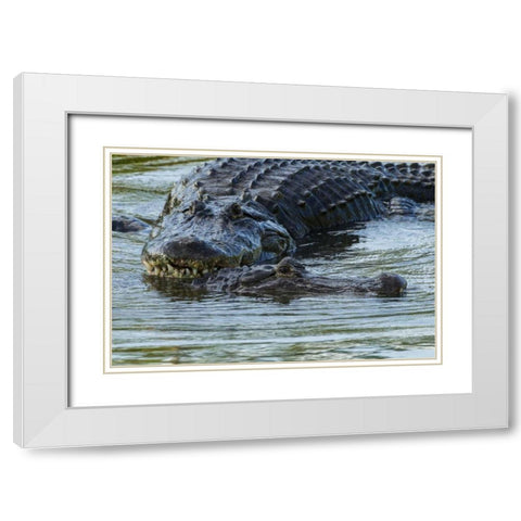 FL, Male alligator displays courtship behavior White Modern Wood Framed Art Print with Double Matting by Illg, Cathy and Gordon