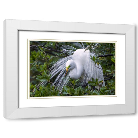 FL, Anastasia Is Great egret in breeding plumage White Modern Wood Framed Art Print with Double Matting by Illg, Cathy and Gordon