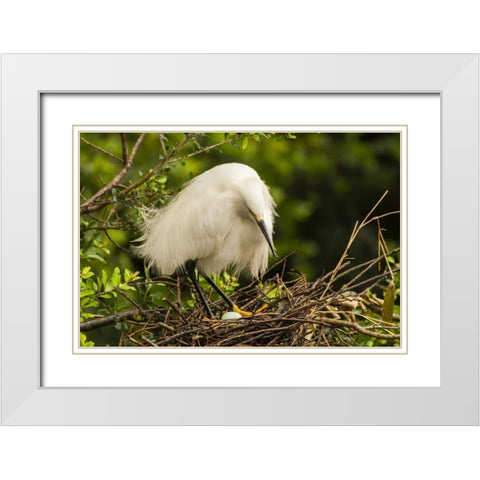 FL, Anastasia Island Snowy egret eyes egg White Modern Wood Framed Art Print with Double Matting by Illg, Cathy and Gordon