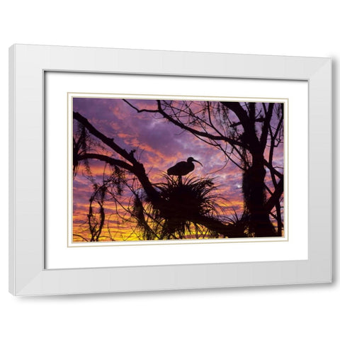 USA, Florida Ibis on nest at sunset White Modern Wood Framed Art Print with Double Matting by Rotenberg, Nancy