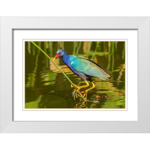 Florida-Wakodahatchee Wetlands Purple gallinule foraging for nesting material White Modern Wood Framed Art Print with Double Matting by Jaynes Gallery