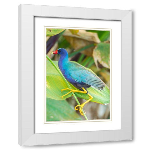 Florida-Wakodahatchee Wetlands Purple gallinule close-up White Modern Wood Framed Art Print with Double Matting by Jaynes Gallery