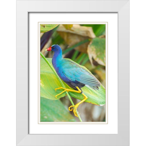 Florida-Wakodahatchee Wetlands Purple gallinule close-up White Modern Wood Framed Art Print with Double Matting by Jaynes Gallery