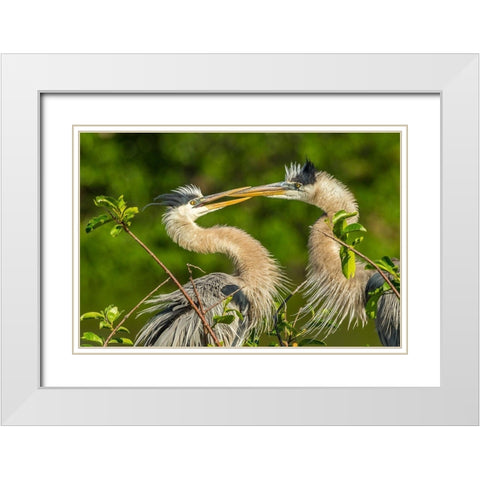 Florida-Wakodahatchee Wetlands Great blue herons in mating behavior White Modern Wood Framed Art Print with Double Matting by Jaynes Gallery