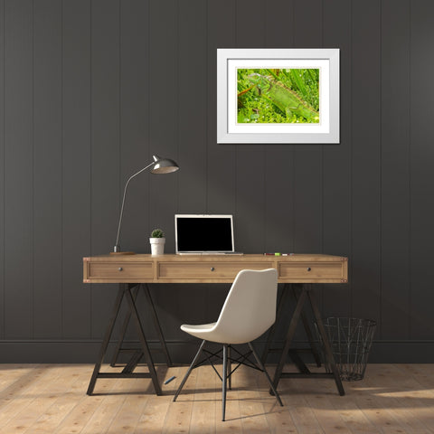 Florida-Wakodahatchee Wetlands Green iguana close-up White Modern Wood Framed Art Print with Double Matting by Jaynes Gallery