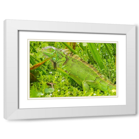 Florida-Wakodahatchee Wetlands Green iguana close-up White Modern Wood Framed Art Print with Double Matting by Jaynes Gallery