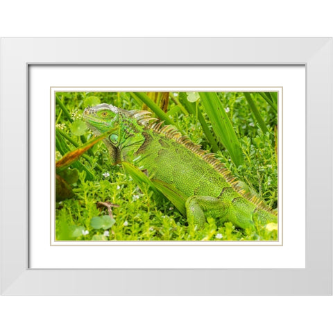 Florida-Wakodahatchee Wetlands Green iguana close-up White Modern Wood Framed Art Print with Double Matting by Jaynes Gallery