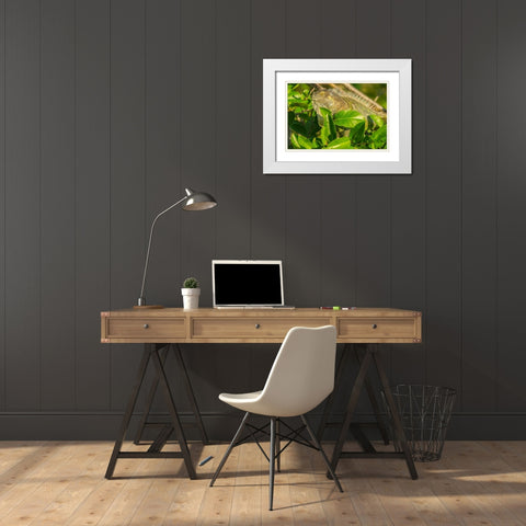 Florida-Wakodahatchee Wetlands Green iguana close-up White Modern Wood Framed Art Print with Double Matting by Jaynes Gallery