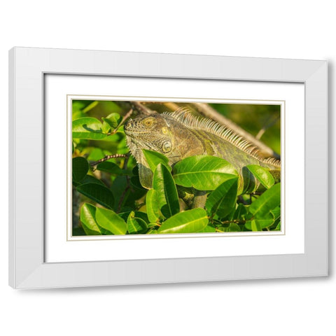 Florida-Wakodahatchee Wetlands Green iguana close-up White Modern Wood Framed Art Print with Double Matting by Jaynes Gallery