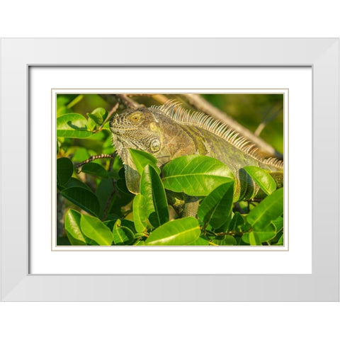 Florida-Wakodahatchee Wetlands Green iguana close-up White Modern Wood Framed Art Print with Double Matting by Jaynes Gallery