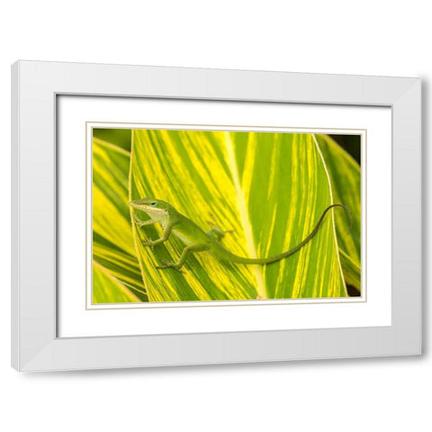 Florida-Anastasia Island-Alligator Farm Green anole on leaf White Modern Wood Framed Art Print with Double Matting by Jaynes Gallery