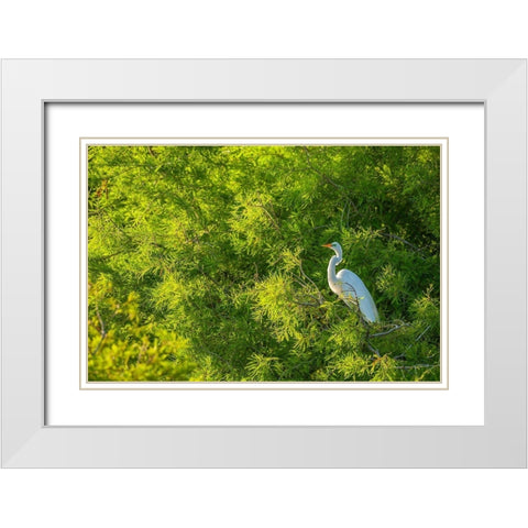Florida-Anastasia Island Great egret in tree foliage White Modern Wood Framed Art Print with Double Matting by Jaynes Gallery