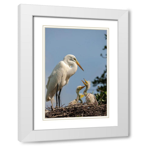 Florida-Anastasia Island Great egret parent feeding chicks on nest White Modern Wood Framed Art Print with Double Matting by Jaynes Gallery