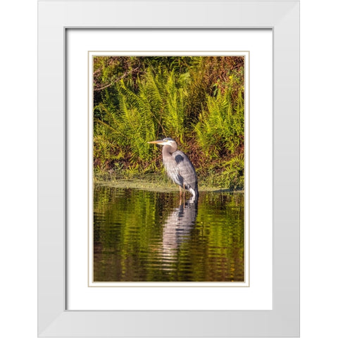 USA-Florida-Celebration-A grey heron enjoying the morning sun White Modern Wood Framed Art Print with Double Matting by Looney, Hollice
